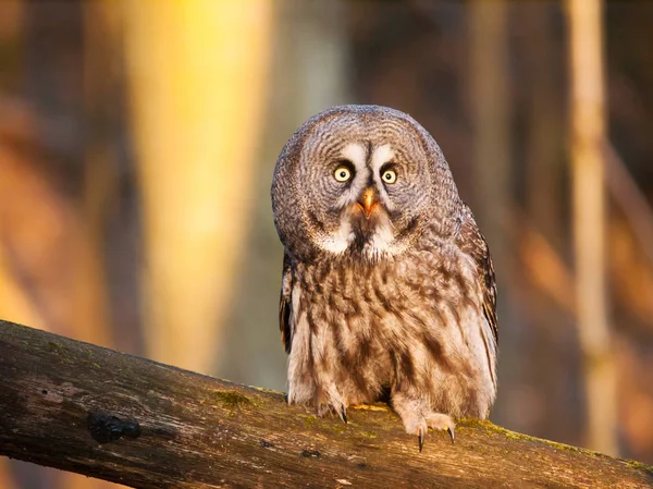 Szakállas Bagoly Ágon Strix Nebulosa Erdő — Stock Fotó