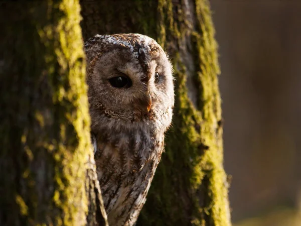 Strix Aluco Portret Van Bosuil Verscholen Tussen Twee Bomen — Stockfoto