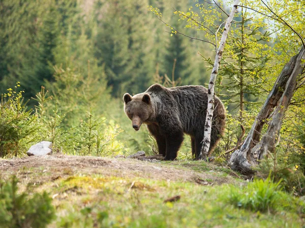 Urso Marrom Eurasiano Ator Ursus Perto Bétula — Fotografia de Stock