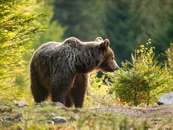 Urso Castanho Selvagem Nas Montanhas Mala Fatra Eslováquia Ursus Actor — Fotografia de Stock