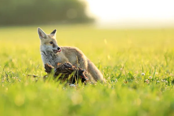 Unga Rödräv Med Fångade Byten Ängen Morgonen Vulpes Vulpes — Stockfoto