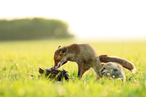 Duas Raposas Vermelhas Com Pássaro Capturado Prado Pela Manhã Vulpes — Fotografia de Stock