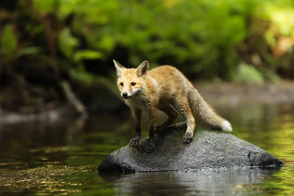 Młode Vixen Red Fox Pobyt Rzece Vulpes Vulpes — Zdjęcie stockowe