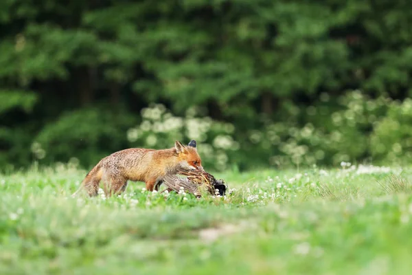 Dla Dorosłych Red Fox Złapać Ptaka Łące Wcześnie Rano Vulpes — Zdjęcie stockowe
