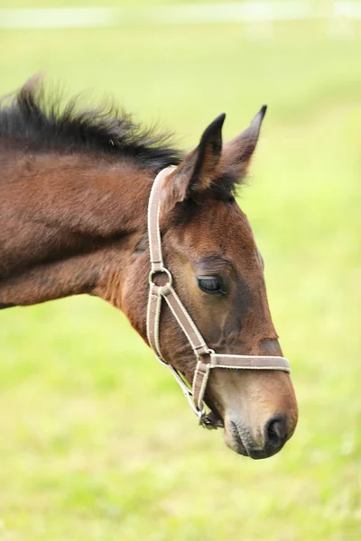 Portret Młodego Brązowy Sportowy Horse Źrebię — Zdjęcie stockowe