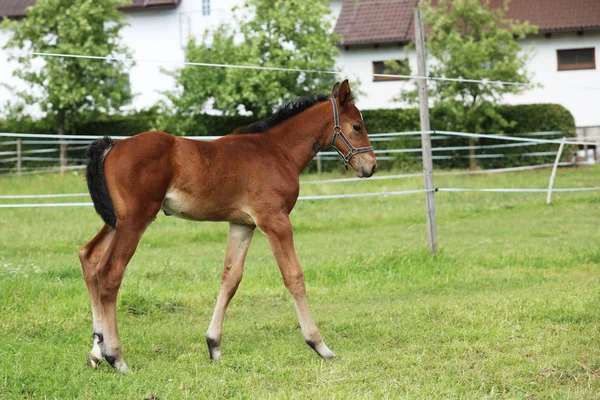 Parture の上を歩く Sporthorse の若い子馬 — ストック写真