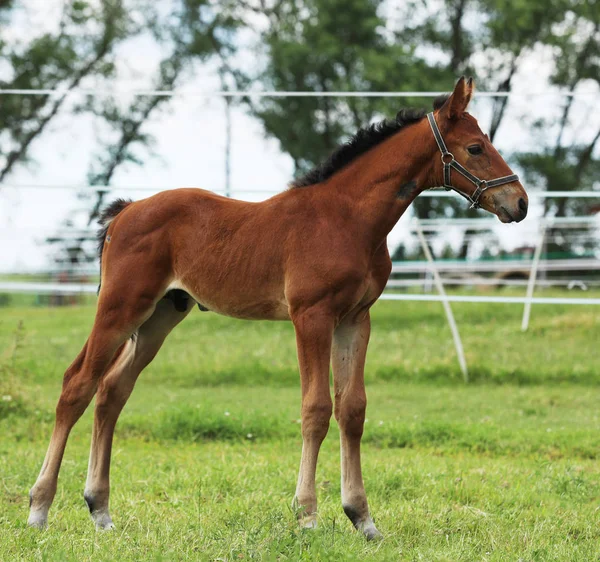 Νέοι Foal Βλέποντας Προσέχετε Καλά Στο Λιβάδι — Φωτογραφία Αρχείου