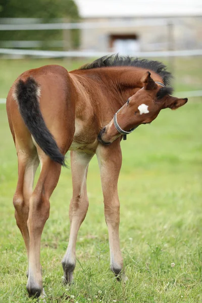 Foal Pasto Frotando Piel Picante —  Fotos de Stock