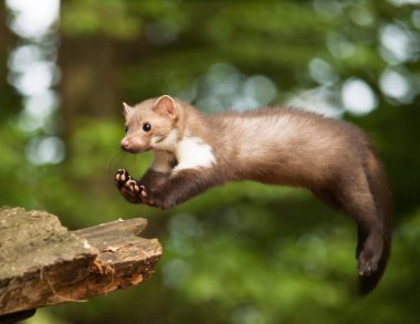 Martes foina -Stone  marten jum to the stump in forest clipart