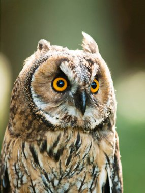 Uzun kulaklı baykuş - ASIO otus otus portresi