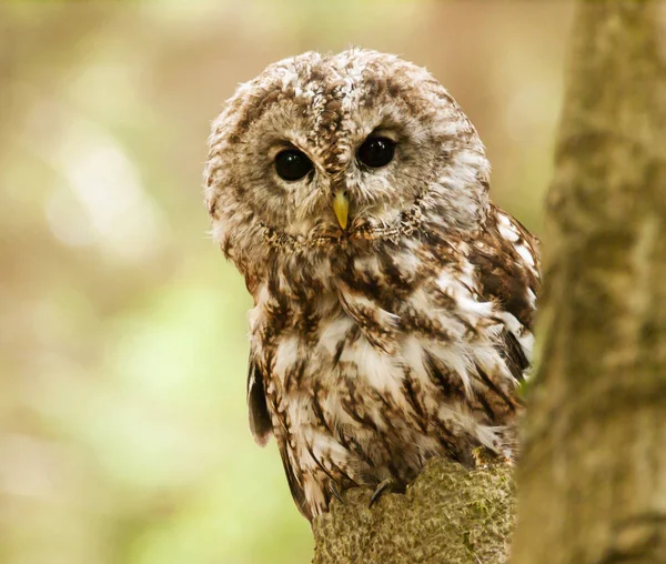 Коричневий Сова Оглядаючись Дерева Strix Aluco — стокове фото