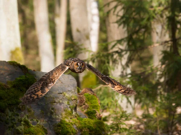 Asio Otus Baykuş Uzun Kulaklı Orman Çek Cumhuriyeti Nde Sinek — Stok fotoğraf