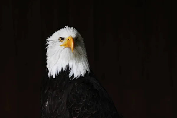 Águia Peixe Cabeça Branca Ave Nacional Dos Estados Unidos — Fotografia de Stock