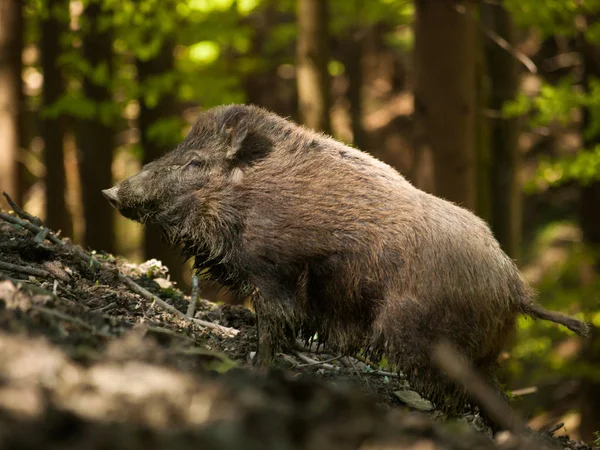 Sus Scrofa Scrofa Central European Boar Forest — Stock Photo, Image