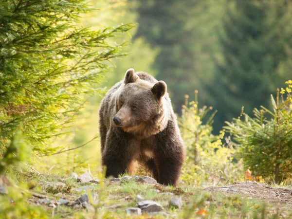Urso Castanho Nas Montanhas Mala Fatra Eslováquia Ursus Actor — Fotografia de Stock