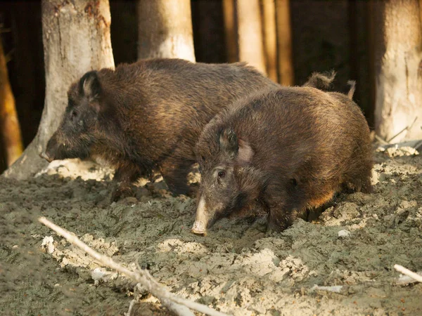 Sus Scrofa Scrofa Two Central European Boars Stay Mud Bath — Stock Photo, Image