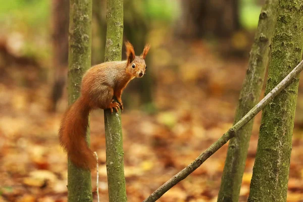 Esquilo Vermelho Sciurus Vulgaris Árvore — Fotografia de Stock
