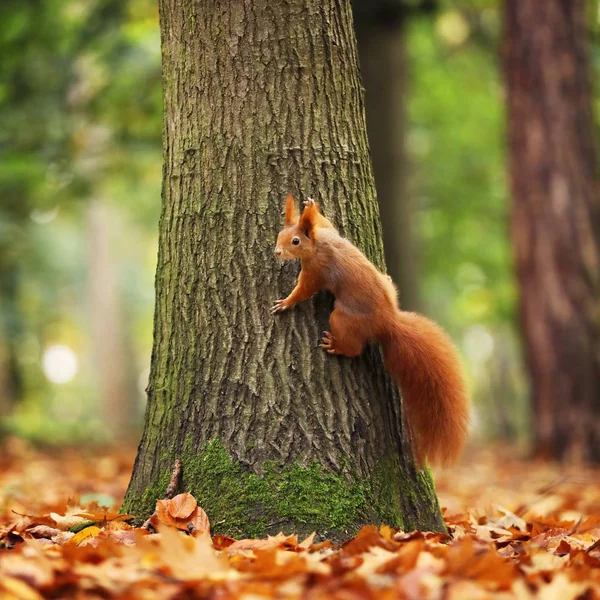 Esquilo Vermelho Euroasiático Sentado Árvore Sciurus Vulgaris — Fotografia de Stock