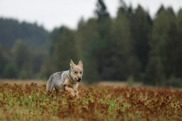 Běh Mládě Vlk Eurasijský Podzimní Louce Canis Lupus — Stock fotografie