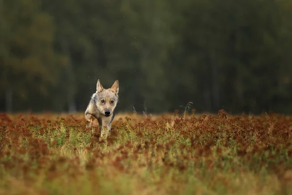 Zaběhnutí Podzimní Louka Canis Lupus Mládě Šedého Vlka — Stock fotografie