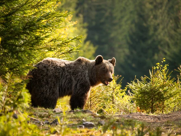 Urso Castanho Nas Montanhas Mala Fatra Eslováquia Ursus Actor — Fotografia de Stock