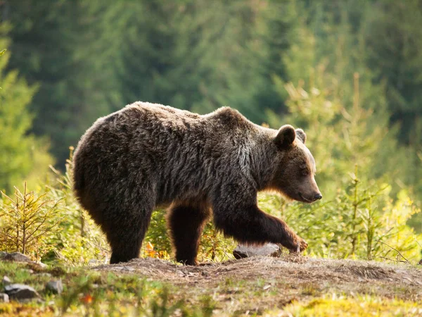 Niedźwiedź Brunatny Górach Mała Fatra Słowacji Ursus Aktor — Zdjęcie stockowe