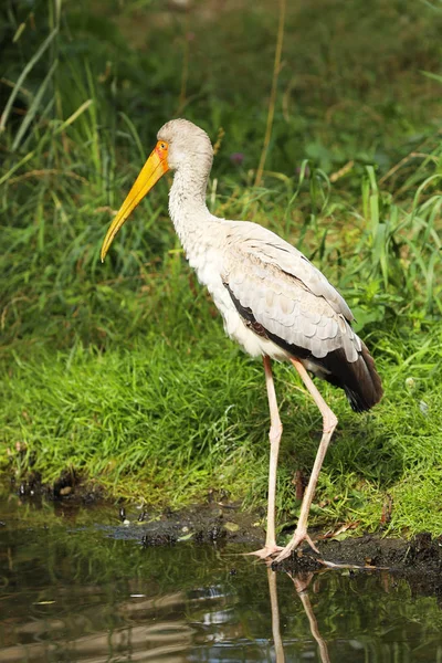 Gelbschnabelstorch Mycteria Ibis Wasser — Stockfoto