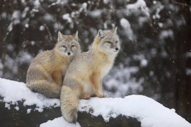Kış - Vulpes corsac bagajda iki Corsac Fox'ta
