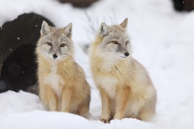 Kışın bagajın önünde iki Corsac tilkisi - Vulpes Corsac