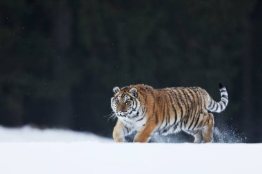 Sibirya Kaplanı kaçıyor. Güzel, dinamik ve güçlü bir hayvan. Bu inanılmaz hayvan için tipik bir ortam. Tayga Rusya 'sı. Panthera tigris altaica