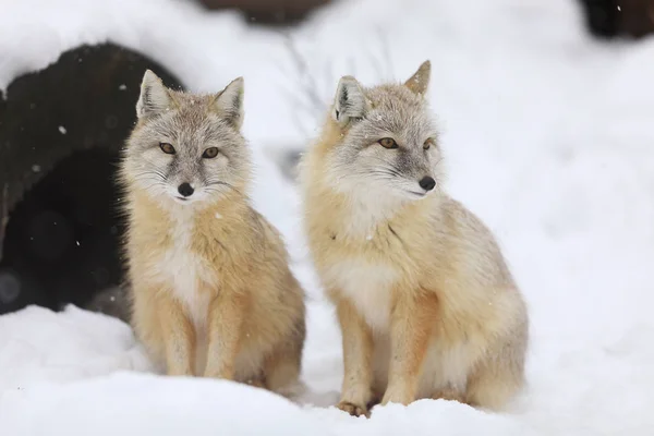 Dos Zorros Corsac Frente Tronco Invierno Vulpes Corsac — Foto de Stock