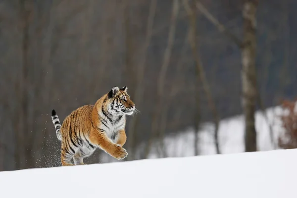 Tigre Siberiana Correre Ambiente Tipico Invernale Con Betulle Sullo Sfondo — Foto Stock