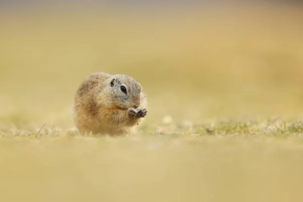 European Ground Squirrel Spermophilus Citellus Κάθεται Στο Γρασίδι Στα Τέλη — Φωτογραφία Αρχείου