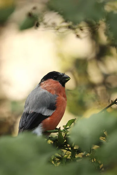 Eurazjatycki Bullfinch Mały Passerine Ptak Rodziny Zięb Pyrrrhula Pyrhula — Zdjęcie stockowe