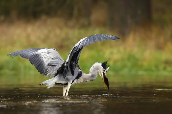 Garça Cinzenta Ardea Cinerea Com Peixe Água — Fotografia de Stock