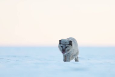 Beyaz kutup tilkisi yürüyüşü - Arktik doğadan vahşi yaşam sahnesi - Vulpes lagopus
