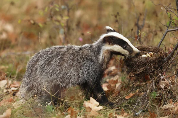 Badger Dekat Hutan Habitat Alam Hewan Jerman Eropa Kehidupan Liar — Stok Foto