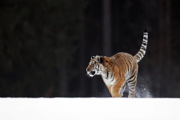 野生の冬の自然界でシベリアトラ 野生動物の行動シーン ロシアのタイガで寒い冬 パンテラ ティグリス アルタイカ — ストック写真