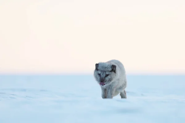 White polar fox walk - Wildlife scene from Arctic nature - Vulpes lagopus