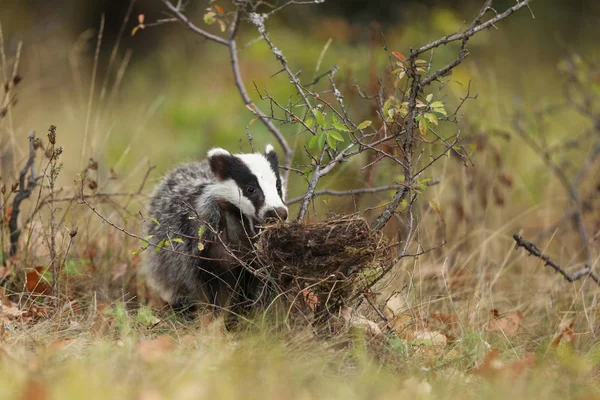 Jezevec Okraji Lesa Zvíře Přírodním Prostředí Evropa Wild Badger Meles — Stock fotografie