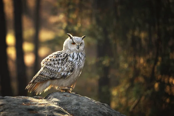 Евразийский Сова Bubo Bubo Является Одним Крупнейших Видов Совы — стоковое фото