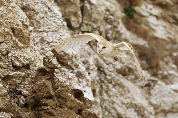 Płomykówka Jest Najbardziej Rozpowszechnionym Gatunkiem Landbird Świecie Tyto Alba — Zdjęcie stockowe