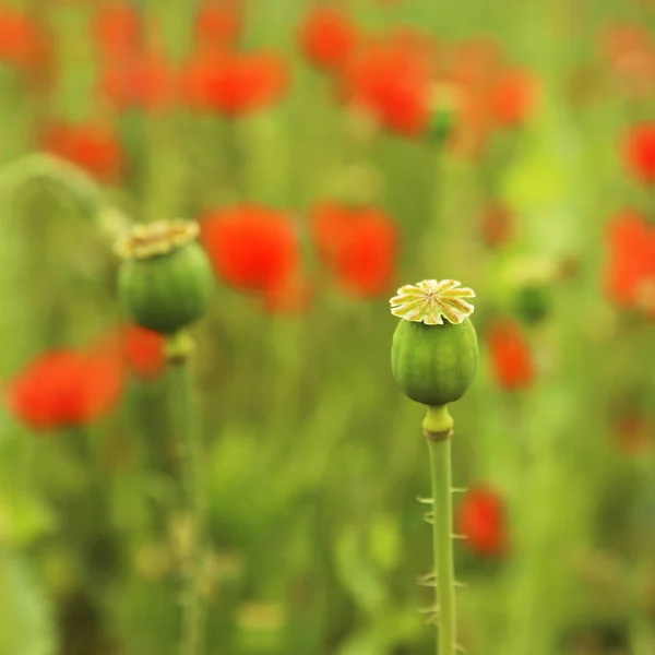 Papaver Somniferum Communément Appelé Pavot Opium — Photo
