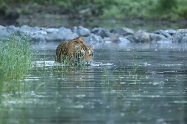 Sibirya Kaplanı Kırmızı Paslıdır Dar Siyah Enine Çizgileriyle Panthera Tigris — Stok fotoğraf