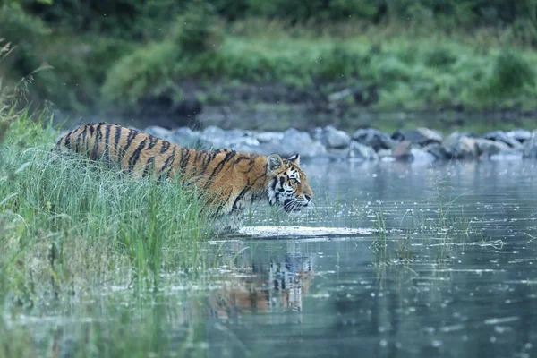 Sibirya Kaplanı Uzak Doğu Yaşayan Bir Panthera Tigris Topluluğudur — Stok fotoğraf