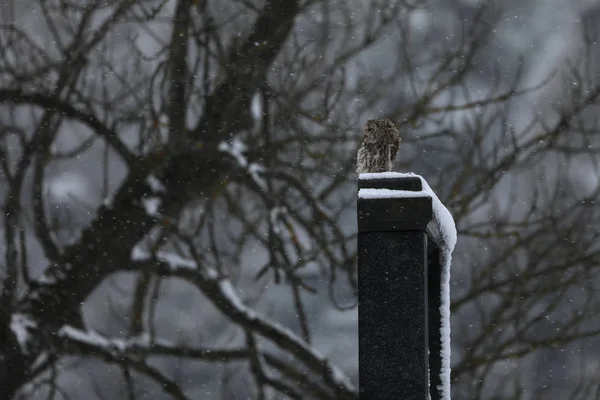 タワニーフクロウは夜に墓石に座っています Strix Aluco — ストック写真