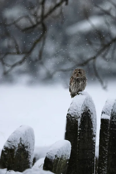 大黄蜂在暴风雪中坐在墓碑上 大熊座 — 图库照片