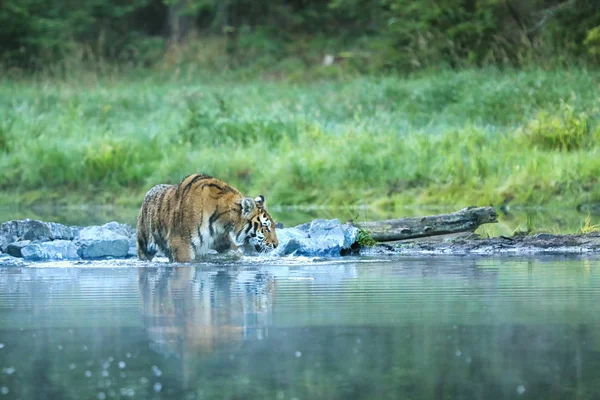 Siberian Tiger Walk Pond Panthera Tigris Altaica — Stok fotoğraf