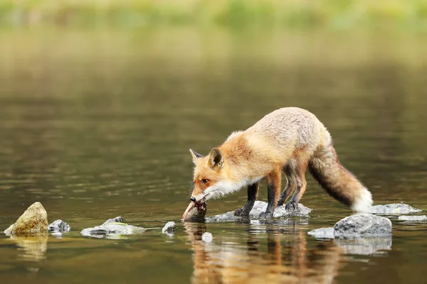 Zorro Rojo Con Presas Peces Río Vulpes Vulpes —  Fotos de Stock