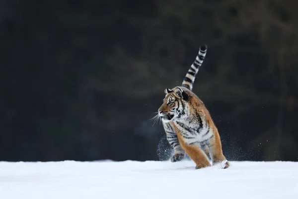 Amur Tigre Natureza Selvagem Inverno Inverno Típico Taiga Rússia Panthera — Fotografia de Stock